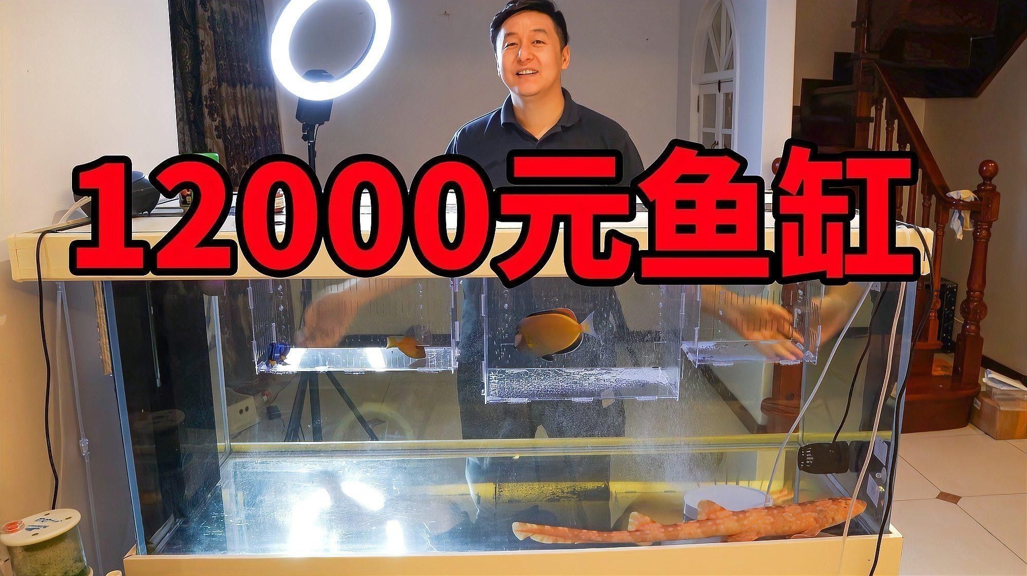 如何判斷紅龍海水魚是否健康？