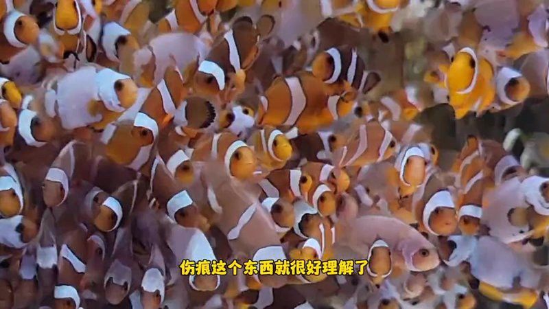 如何判斷紅龍海水魚是否健康？