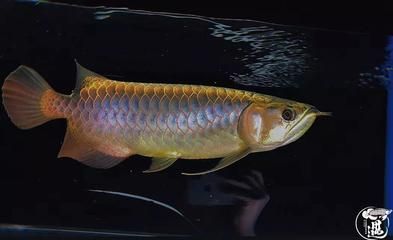 龍魚浮頭與水質波動的關系（水質波動導致的龍魚浮頭問題）
