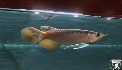 龍魚浮頭與水質波動的關系（水質波動導致的龍魚浮頭問題）