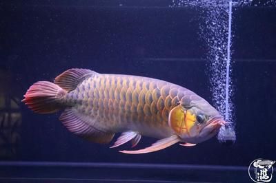 龍魚浮頭與水質波動的關系（水質波動導致的龍魚浮頭問題）