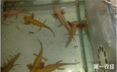 龍魚三天不喂會怎么樣嗎