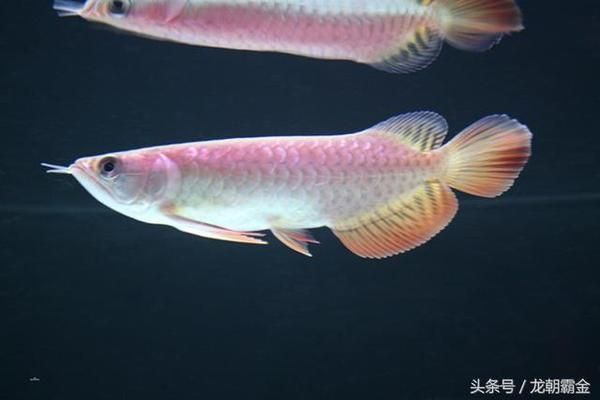 什么樣的龍魚最貴呢：2024年世界上最貴的金龍魚品種，價格高達數百萬人民幣 什么樣的龍魚最貴呢：2024年世界上最貴的金龍魚品種，價格高達數百萬人民幣 龍魚百科 第4張