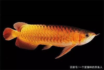 龍魚狀態不好封缸嗎怎么辦：龍魚狀態不好是否需要封缸