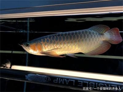 龍魚新入缸能開燈嗎：新魚入缸時，通常建議不開燈或在適應期結束后再開燈