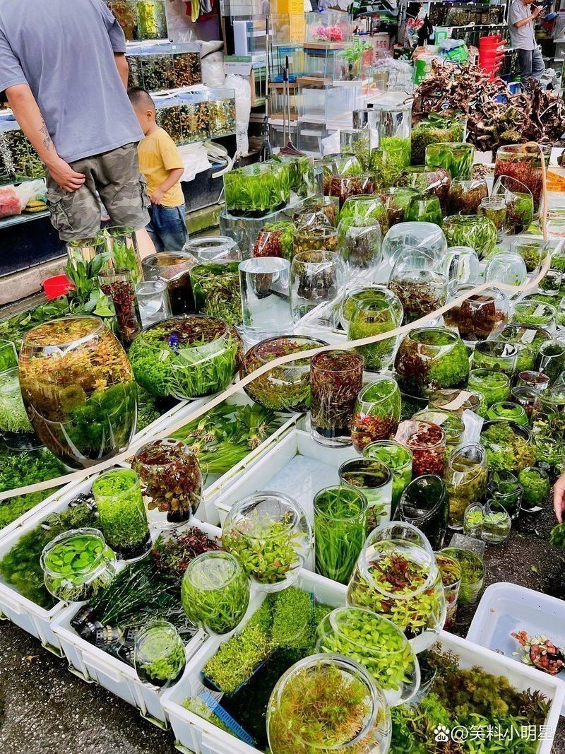 昆明龍魚市場營業時間表圖片
