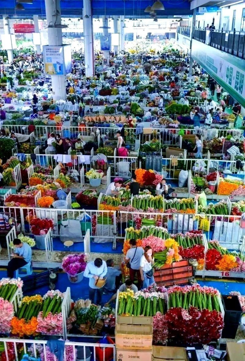 昆明龍魚市場營業時間表圖片