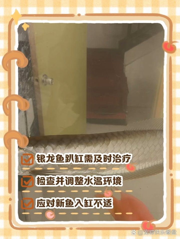 銀龍魚沉底后還能恢復嗎？