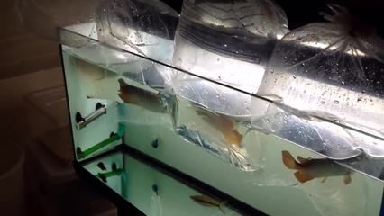 龍魚證書上品牌怎么看真假：如何辨別龍魚證書上品牌真偽