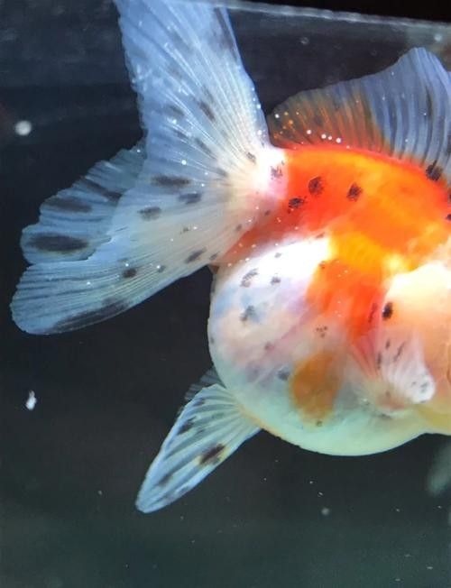 銀龍魚身上起白點是怎么回事啊圖片大全