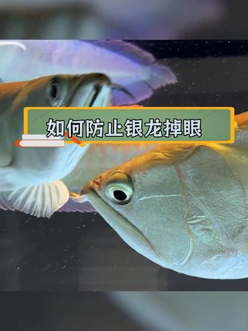 銀龍魚身上起白點是怎么回事啊圖片大全