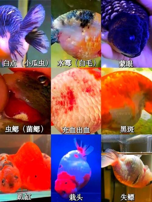 銀龍魚身上起白點是怎么回事啊圖片大全