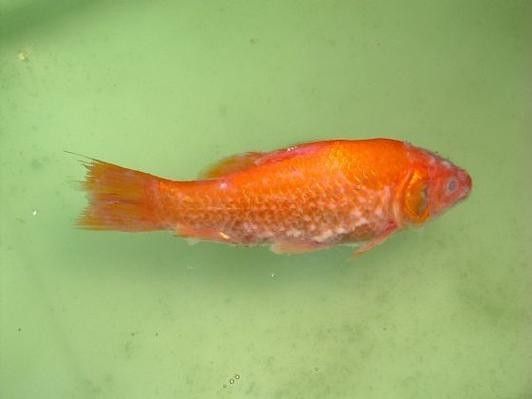 銀龍魚身上起白點是怎么回事啊圖片大全