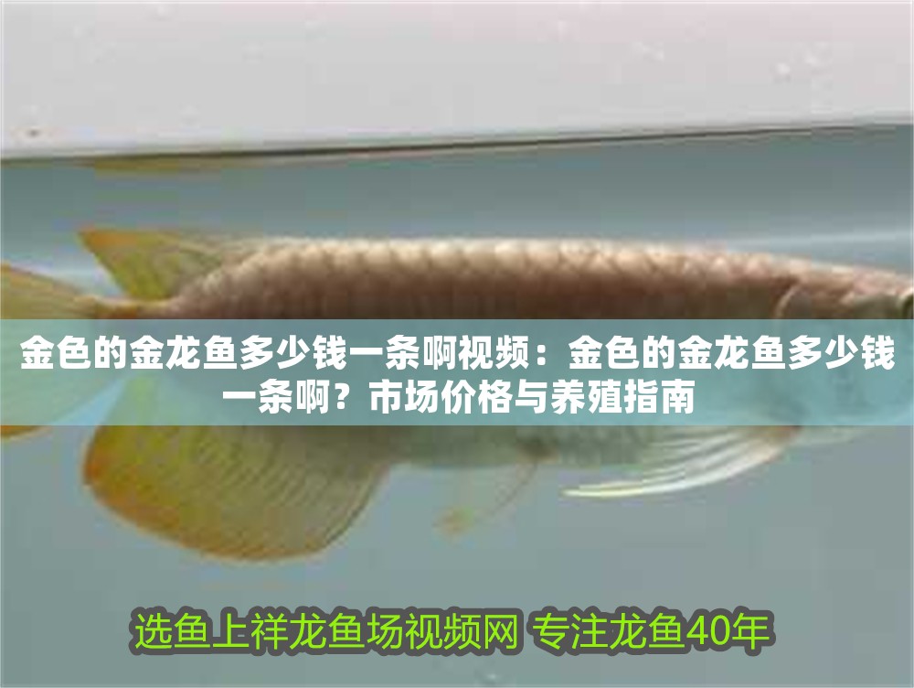 金色的金龍魚(yú)多少錢(qián)一條啊視頻：金色的金龍魚(yú)多少錢(qián)一條啊？市場(chǎng)價(jià)格與養(yǎng)殖指南