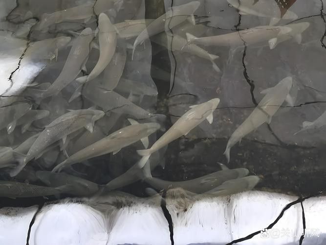 銀龍魚和紅寶石能混養(yǎng)嗎圖片