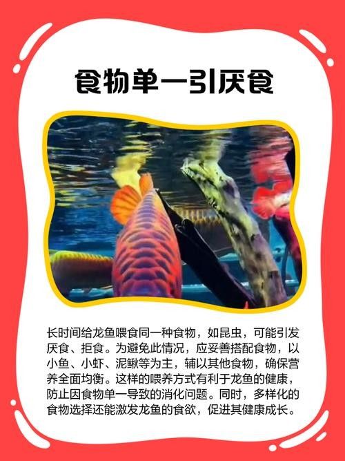 龍魚不吃食的幾種原因圖片大全