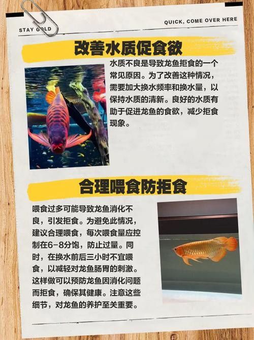 龍魚不吃食的幾種原因圖片大全