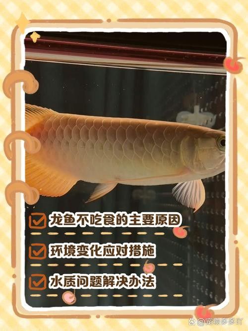 龍魚不吃食的幾種原因圖片大全
