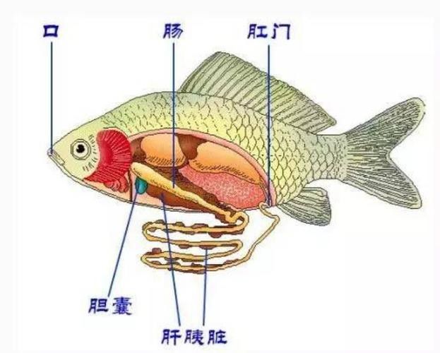 龍魚不吃食的幾種原因圖片大全