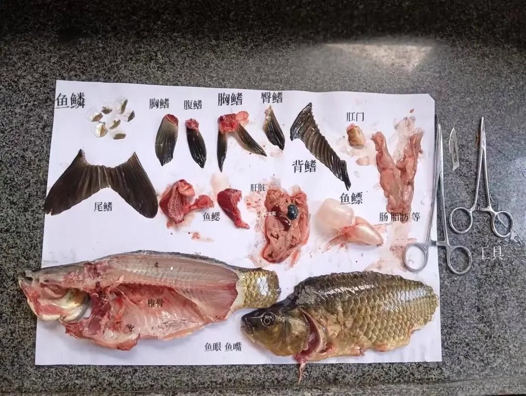 龍魚不吃食的幾種原因圖片大全