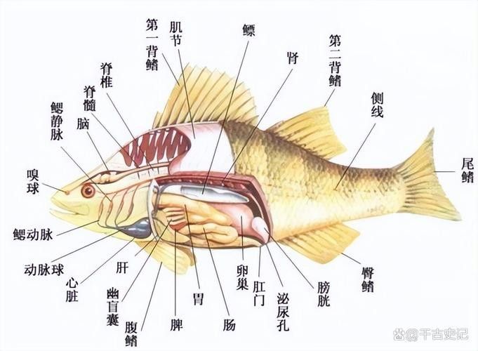龍魚不吃食的幾種原因圖片大全