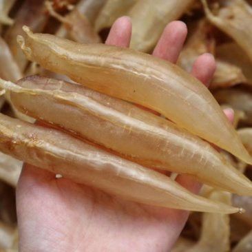 大金龍魚膠,1斤4頭,一斤多少錢