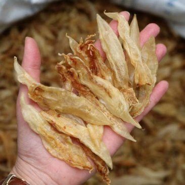 大金龍魚膠,1斤4頭,一斤多少錢