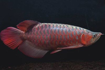 紅龍魚開燈多長時間能長大（養龍魚，開燈多長時間最佳）