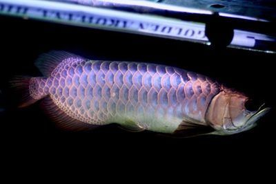 紅龍魚每天喂幾次（紅龍魚喂食頻率因它們的生長階段和生活習性而異）