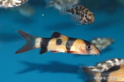 寵物觀賞魚常見的品種有：寵物觀賞魚品種有哪些