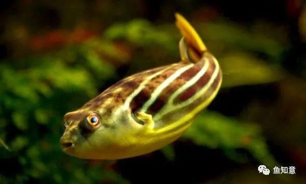斑馬狗頭能跟龍魚混養嘛：斑馬狗頭魚可以和什么魚混養