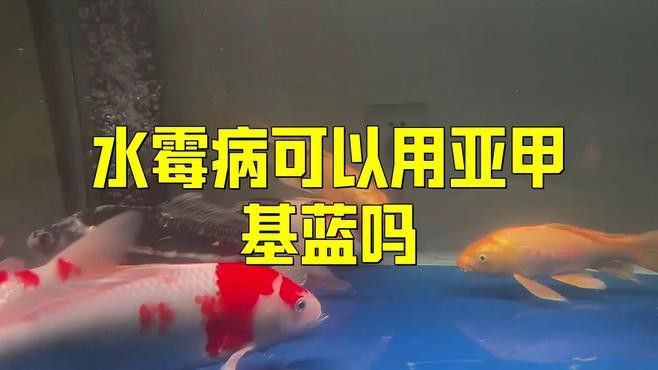 有哪些品牌的水霉病藥物推薦？