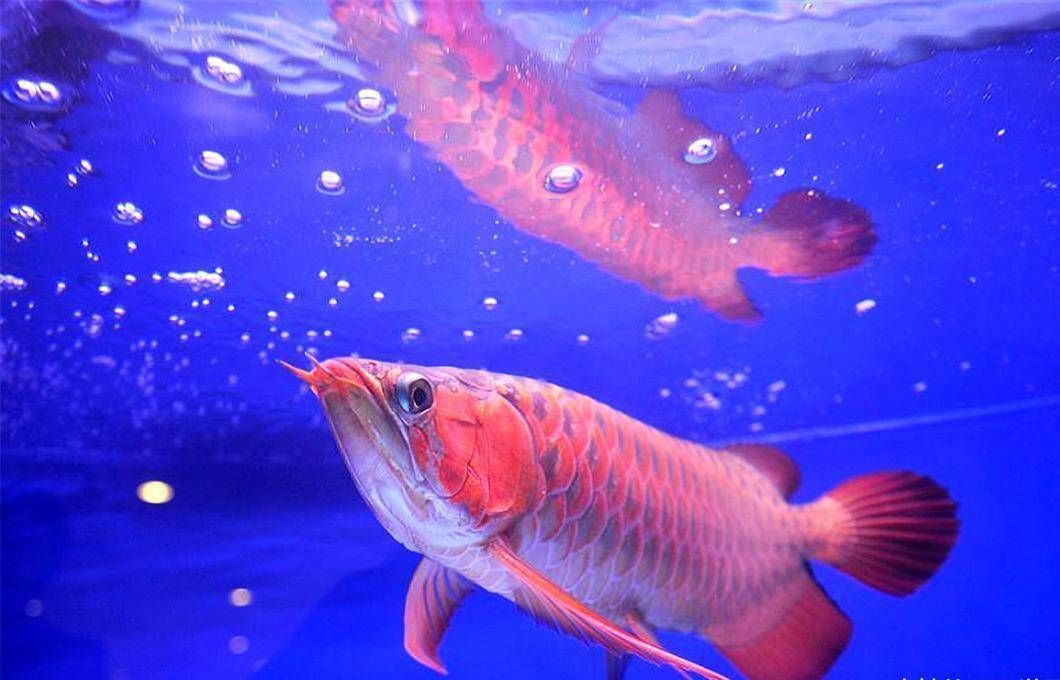 紅龍魚吃什么食物為主呢（紅龍魚吃什么食物為主呢圖片）