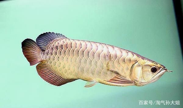 過(guò)背金龍魚怎么看（如何判斷一條過(guò)背金龍魚是否健康）