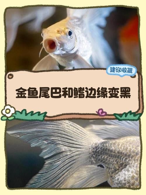 金龍魚尾鰭有黑點 金龍魚尾鰭有黑點 龍魚百科 第1張