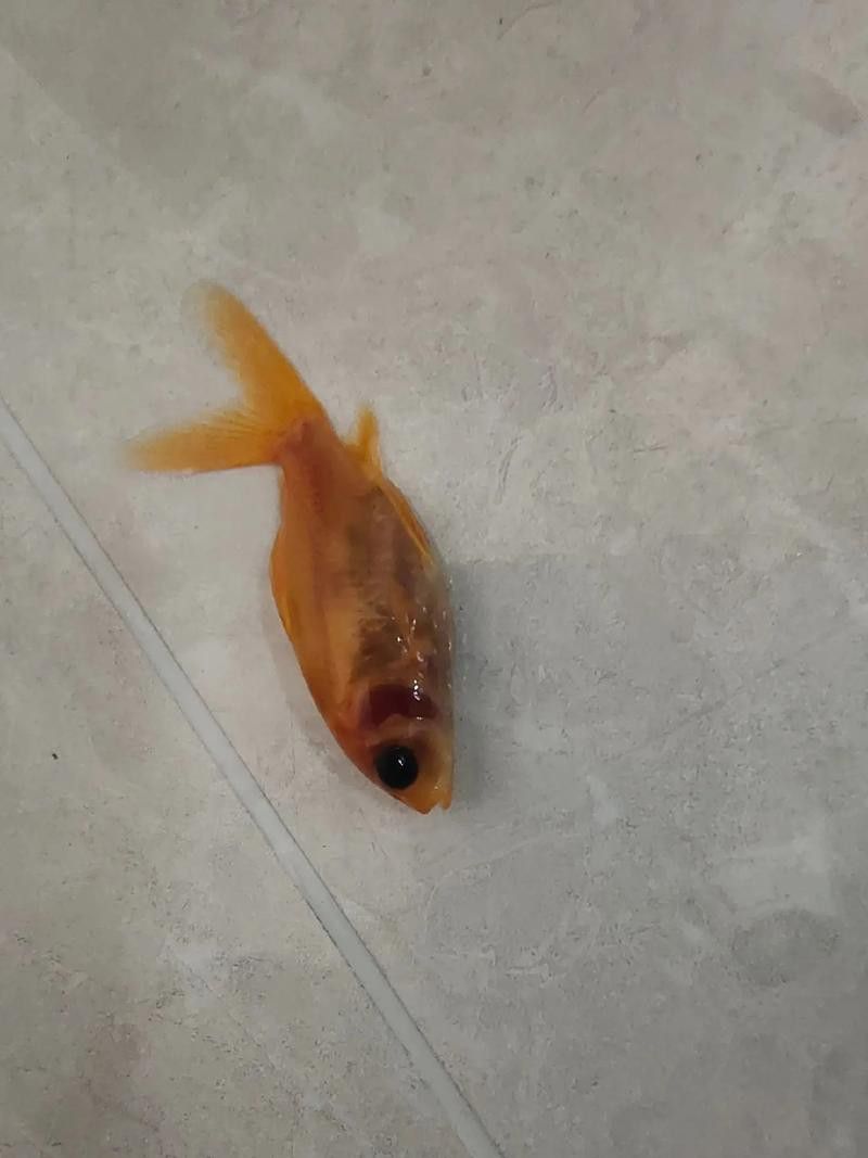 金龍魚尾鰭有黑點 金龍魚尾鰭有黑點 龍魚百科 第6張