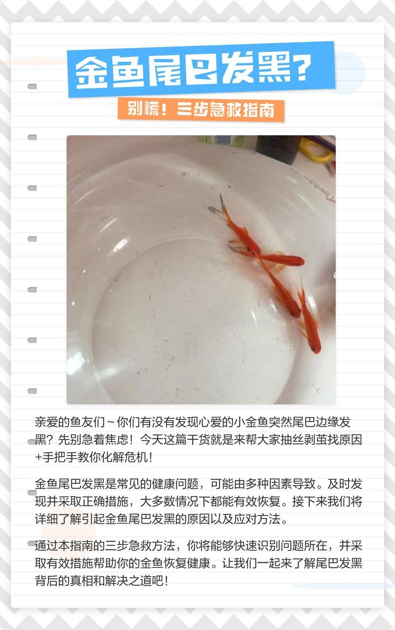 金龍魚尾鰭有黑點 金龍魚尾鰭有黑點 龍魚百科 第9張