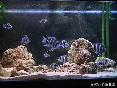龍魚如何養水養的更好一些：養水龍魚需要注意水質，保證水溫在30-32攝氏度
