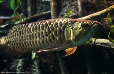 哪種龍魚最好看的魚：世界上最漂亮的龍魚品種，血紅龍是世界上最貴的魚之一