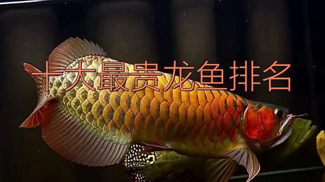 十大名貴龍魚中哪個最值錢？