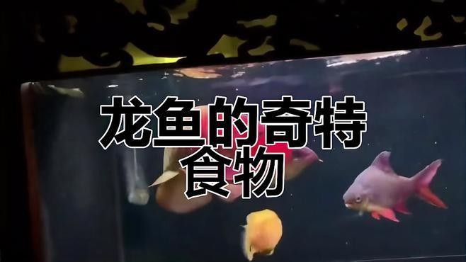 如何給金龍魚喂食昆蟲類活餌？