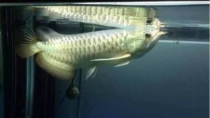 龍魚浮頭怎么回事：龍魚浮頭怎么回事龍魚浮頭怎么回事