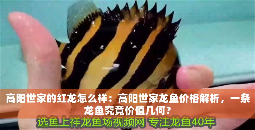 高陽世家的紅龍怎么樣：高陽世家龍魚價格解析，一條龍魚究竟價值幾何？