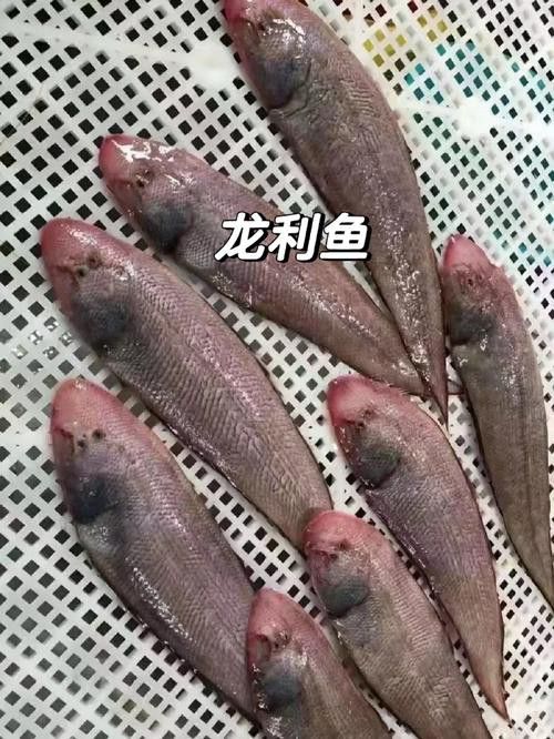 潮汕龍魚圖片高清圖庫