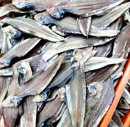 潮汕龍魚圖片高清圖庫