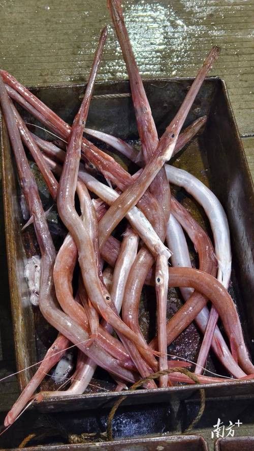 潮汕龍魚圖片高清圖庫