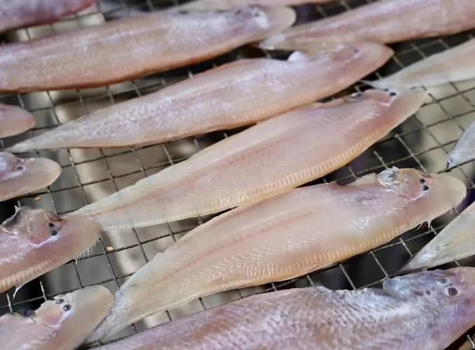 潮汕龍魚圖片高清圖庫