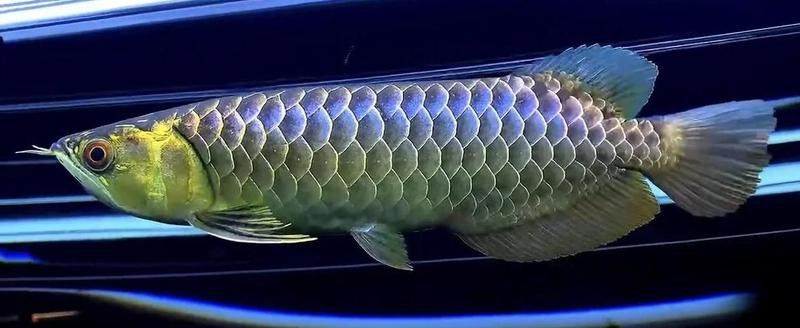 潮汕龍魚圖片高清圖庫