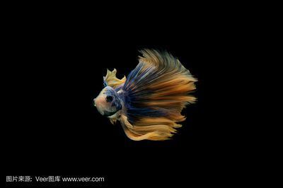 金龍魚尾巴掉了還可以再生嗎_：金龍魚的尾巴掉了之后，可以再生嗎？