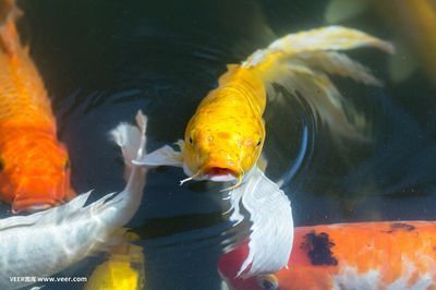 金龍魚尾巴掉了還可以再生嗎_：金龍魚的尾巴掉了之后，可以再生嗎？
